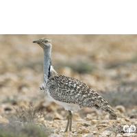 گونه هوبره Macqueenii Bustard